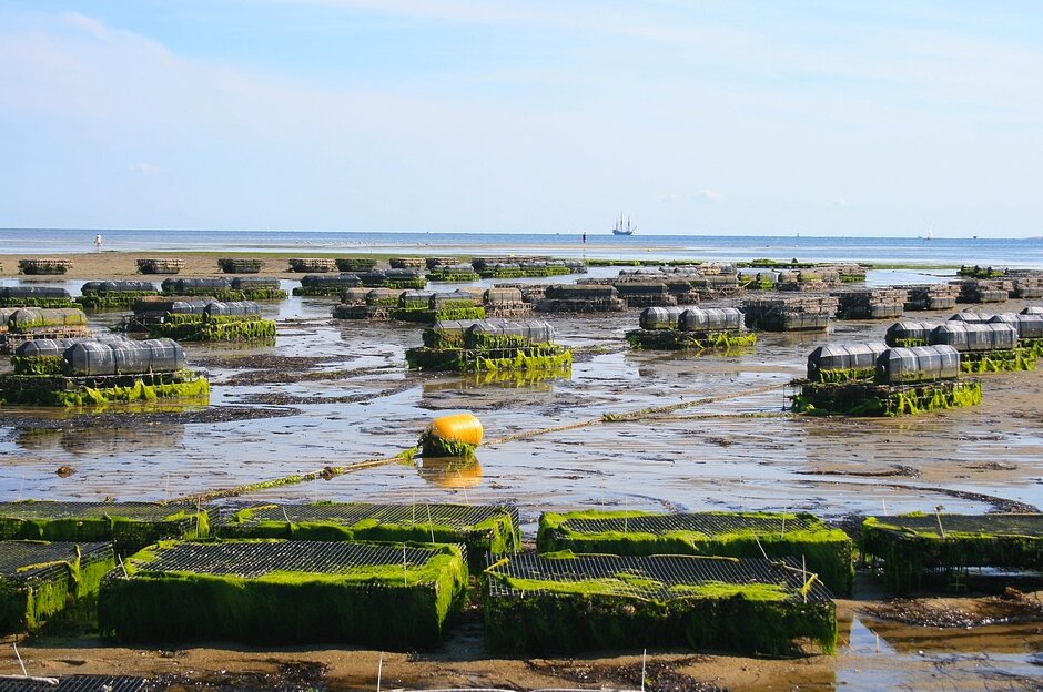 Oyster Farm