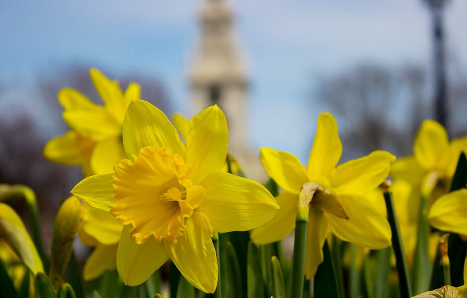 Daffodils in Newport